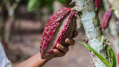 PERUVIAN farmer holding the Cacao fruit in the Amazon