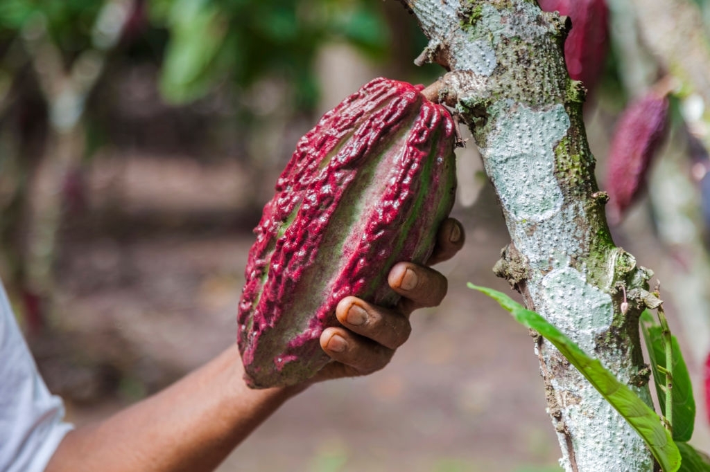 PERUVIAN farmer holding the Cacao fruit in the Amazon