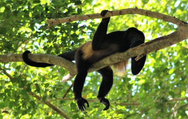 COSTA RICAN Howler Monkey