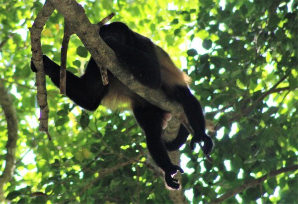 COSTA RICAN Howler Monkey