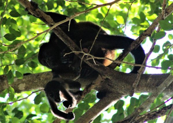 COSTA RICAN Howler Monkey