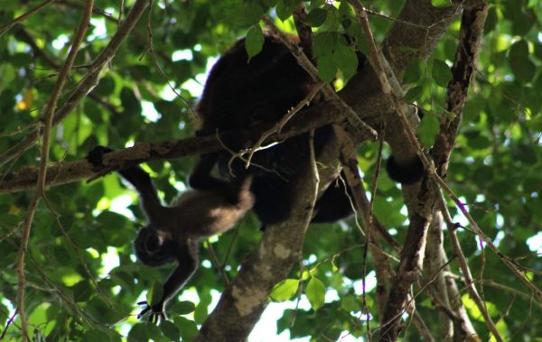 COSTA RICAN Howler Monkey