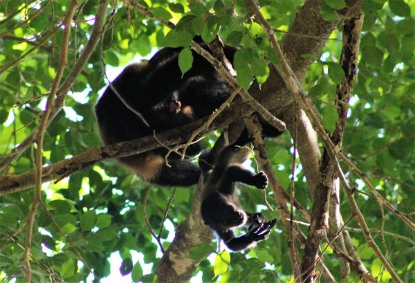 COSTA RICAN Howler Monkey