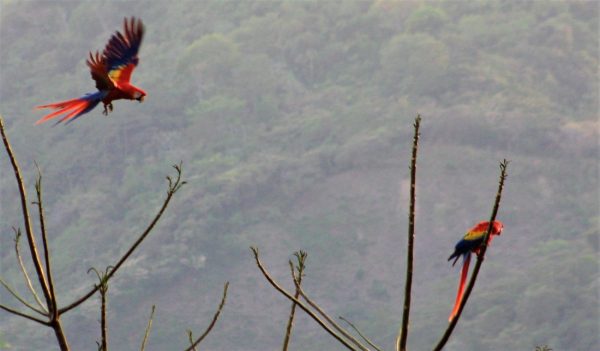 Scarlet Macaws in COSTA RICA