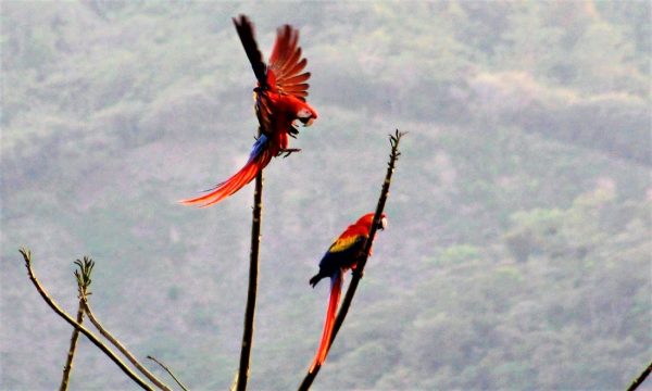 Scarlet Macaws in COSTA RICA