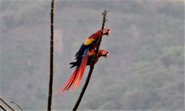 Scarlet Macaws in COSTA RICA