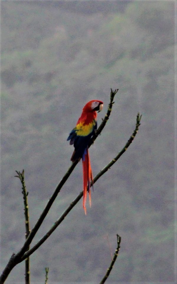 Scarlet Macaws in COSTA RICA