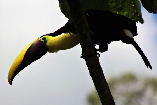 Brightly colored Toucan in COSTA RICA