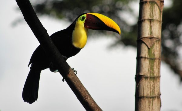 Brightly colored Toucan in COSTA RICA